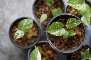 monstera bloem of monstera deliciosa thaise constellatie in pot. sierplanten meest populair foto