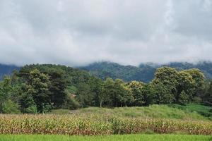 uitzicht op rijstvelden, maïsvelden, bossen, bergen en ochtendwolken in het noorden van thailand. foto