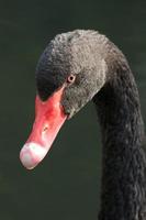 close-up van zwarte zwaan die naar camera draait foto