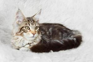 zilver zwart maine coon kitten poseren foto