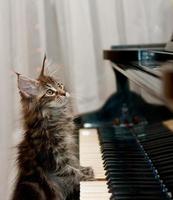 kat opzoeken met zijn poot op een piano