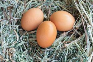 eieren in nest foto