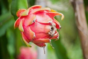 drakenfruit in de tuin foto