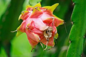 drakenfruit in de tuin foto