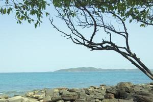 rotsen op het strand zijn droge bomen en takken. er is blauw water, eiland en lucht als achtergrond. natuur reisconcept