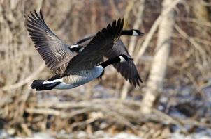 Canadese ganzen vliegen over een winter rivier foto