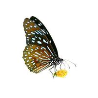 vlinder in thailand op een gekleurde achtergrond met uitknippad foto