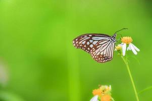 mooie vlinders in de natuur zijn op zoek naar nectar van bloemen in de thaise regio van thailand. foto