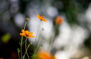 gele bloemen in een prachtige bloementuin, close-up met bokeh foto