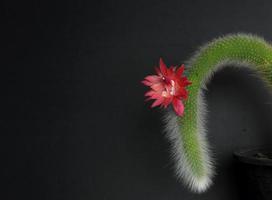 hildewintera colademononis cactusbloem bloeien tegen zwarte achtergrond foto