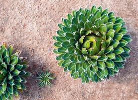 sappige plant close-up, verse bladeren detail van agave victoriae reginae foto