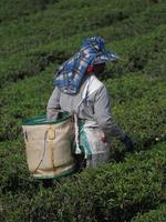 chiang rai, thailand, 2021 - foto van groene theeplukkers in choui fong theeplantage