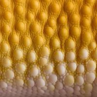 close-up van sunglow luipaardgekko schalen