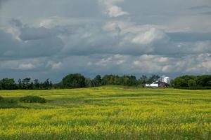 boerderij en koolzaadgewassen, saskatchewan, canada. foto