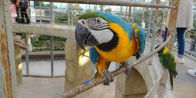 een blauwe papegaai zat op een ijzeren staaf foto