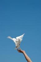 witte duif en vrijheid