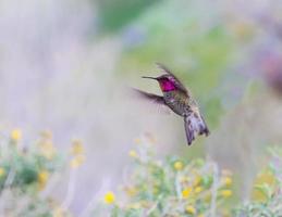 mannelijke anna's kolibrie