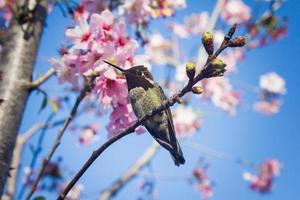 Anna's kolibrie op Japanse kersenboom