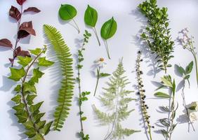 collectie van lenteplanten in fel zonlicht met schaduwen op witte achtergrond foto