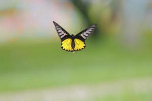 vlinder no.3
