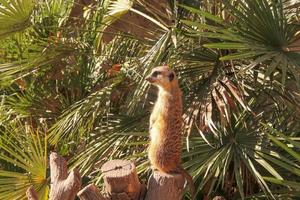 meerkat suricate zoogdier foto