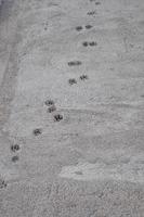 kattenvoetafdrukken op nieuw gewapend beton foto