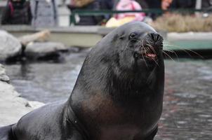 zeehond zoogdier dier foto