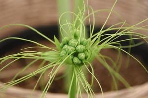 lichtgroen boeket van polynesische arrowroot's jonge bloemen en onscherpe bruine achtergrond, thailand. foto