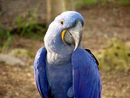 blauwe papegaai @ sedgwick county zoo foto
