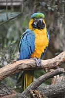 tropische papegaai foto