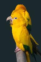 gele papegaai