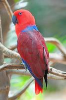 vrouwelijke eclectus papegaai foto