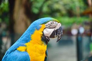 kleurrijke papegaai foto