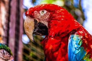 rode ara of ara kaketoes papegaai close-up foto