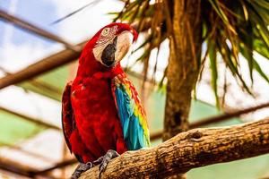 rode ara of ara kaketoes papegaai foto