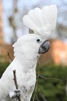 kaketoe papegaai met zwavel-kuif op zoek naar jou foto
