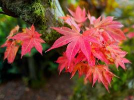 japanse esdoorn in herfstkleuren foto