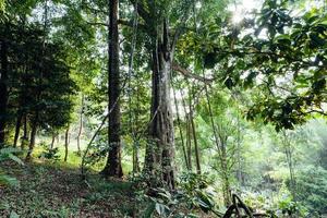 groene bomen in het zomerbos foto