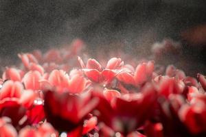 close-up van rode tulp bloemen tijdens het bloeien. foto