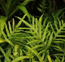 tropisch groen blad foto