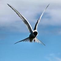 een close-up van een noordse stern op farne-eilanden foto