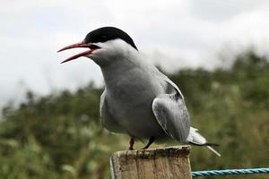 een close-up van een noordse stern op farne-eilanden foto