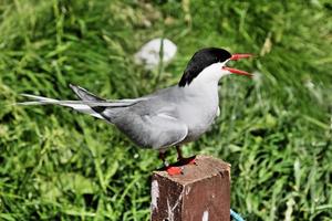 een close-up van een noordse stern op farne-eilanden foto