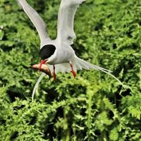 een close-up van een noordse stern op farne-eilanden foto