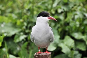 een close-up van een noordse stern op farne-eilanden foto