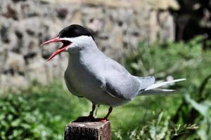 een close-up van een noordse stern op farne-eilanden foto