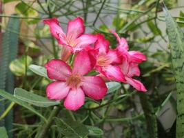 Japanse frangipani bloeiende plant met de wetenschappelijke naam adeniumobesum foto