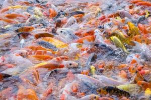 tilapia en koi vissen of fancy karpervissen zwemmen wachtend op voedsel in de vijver. foto