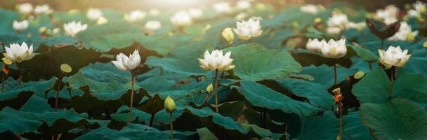 witte lotus en groene bladachtergrond foto