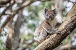 koala is een iconisch dier dat in het wild leeft op een eucalyptusboom in het nationale park van oatway, australië. foto